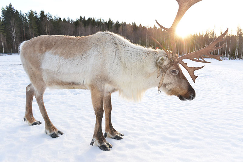 finnland-rentier-winter.jpg