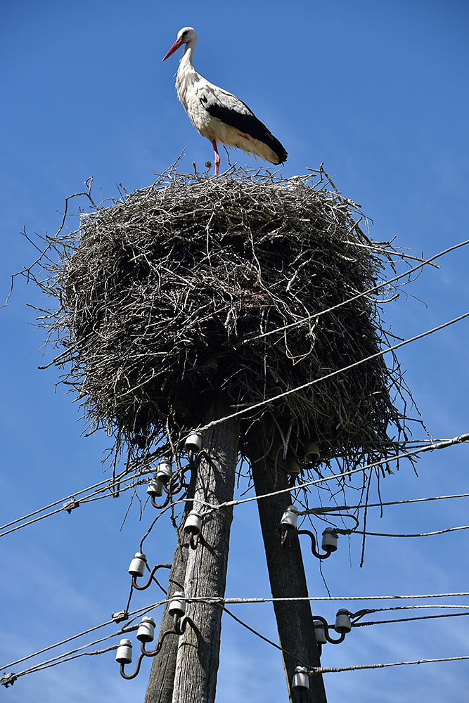 lettland-storch.jpg