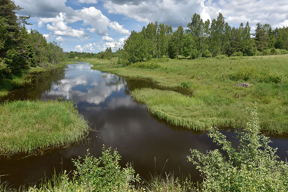 lettland-wald.jpg