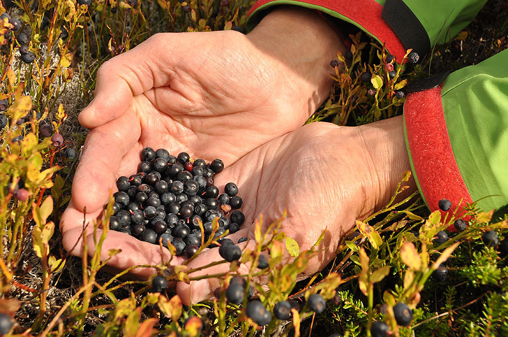 norwegen-beeren.jpg